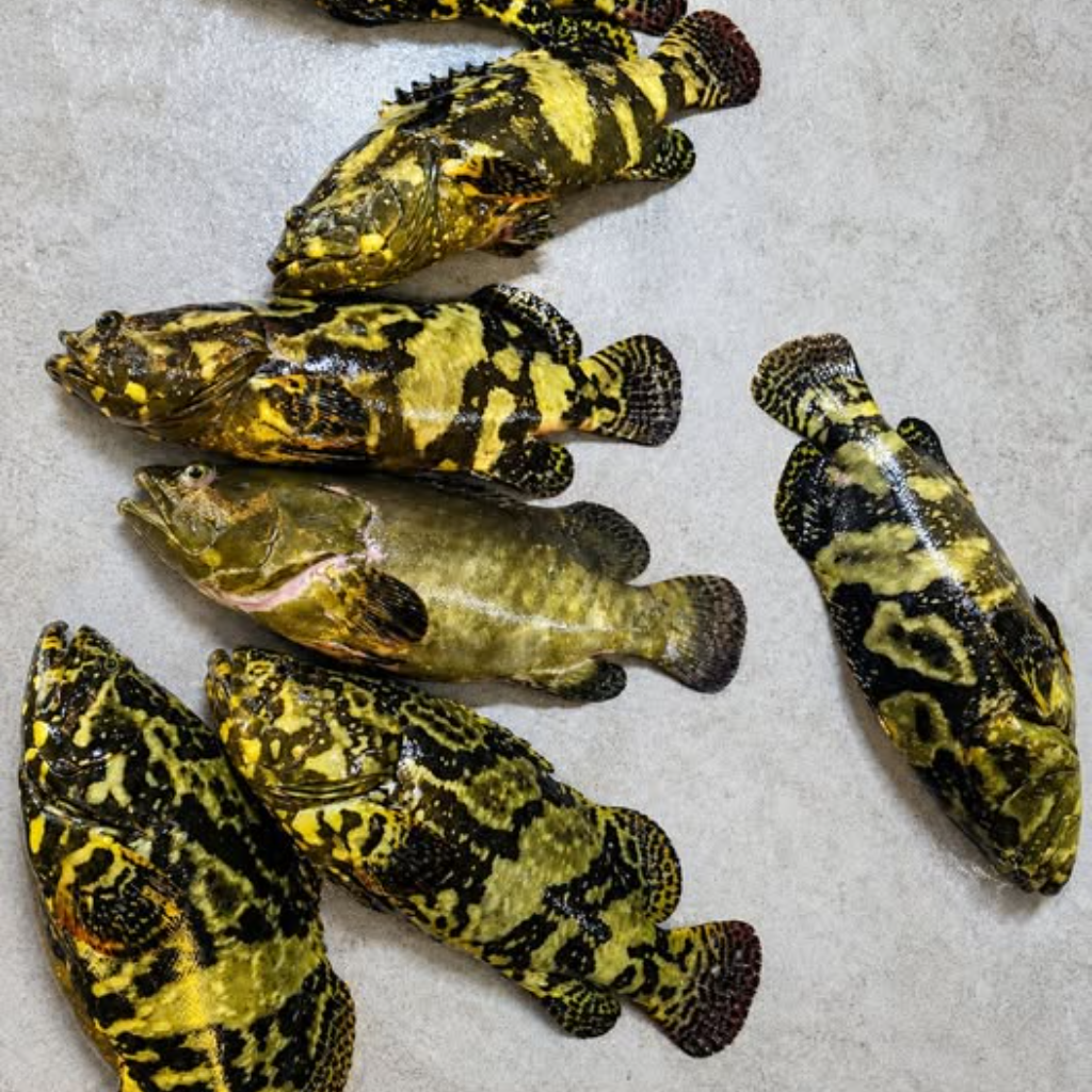Fresh Hybrid Groupers